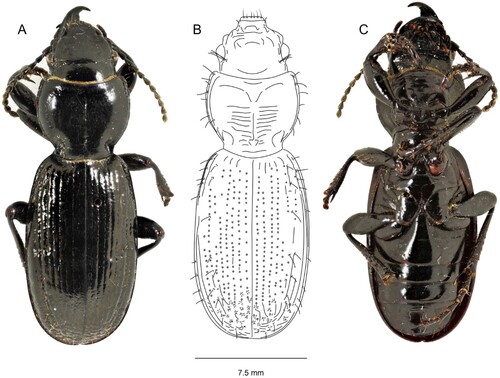 Figure 3. Mecodema haakuturi sp. nov. plate: A, dorsal habitus; B, habitus illustration; C, ventral habitus. The scale bar under the habitus is the width across the widest point of the elytra of the specimen used for this illustration. Illustration by Vivian Ward, School of Biological Sciences, University of Auckland (Photographs by author: DSS) [CMNZ specimen 2007.163.10642].