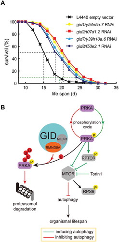 Figure 6. GID-complex proteins regulate organismal lifespan. (A) Survival rates of C. elegans depleted of Gid orthologs (gid1/y54e5a.7, gid2/t07d1.2, gid7/y39h10a.6, gid8/f53e2.1) through RNAi. Experiments were conducted in quintuplicates and were performed two independent times (details in Table 5). One representative experiment is shown. Log-rank test, p < 0.0001. Knockdown efficiency shown in Figure S3E. (B) Model of GID-complex dependent regulation of AMPK activity. The GID-complex as a negative regulator of AMPK activity to adjust AMPK activity at times of prolonged starvation. p-AMPK activity is adjusted by K48-dependent polyubiquitination and subsequent proteasomal degradation. This process is disturbed when cells are lacking GID-complex activity, resulting in increased AMPK activity, reduced MTOR activity and increased autophagic flux.