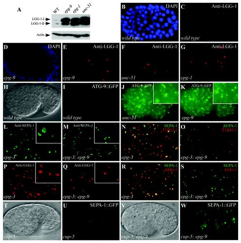 Figure 2. epg-9 mutants show autophagy phenotypes characteristic of unc-51/Atg1 and epg-1/Atg13 mutants. (A) Western analysis shows the accumulation of both forms of LGG-1-I and LGG-1-II (lipidated form) in epg-9, epg-1 and unc-51 mutants compared with wild-type animals. Actin serves as a loading control. (B and C) LGG-1 forms distinct small punctate structures in a wild-type embryo. (D–G) In epg-9 (D and E), unc-51 (F) and epg-1 (G) mutant embryos, LGG-1 puncta are absent in most cells but forms aggregates in a few cells that are bigger in size and stronger in intensity than those in wild-type embryos. (B and D) DAPI images of the embryos shown in (C and E), respectively. ~200 cell stage embryos are shown in (B–G). (H and I) ATG-9::GFP is diffusely localized in the cytoplasm in a wild-type embryo. (H) DIC image of the embryo shown in (I). (J and K) In unc-51 (J) and epg-9 (K) mutant embryos, ATG-9::GFP accumulates into a large number of punctate structures. Inserts: magnified view. (L) In epg-3 mutant embryos, PGL granules, detected by anti-SEPA-1 antibody, accumulate and form enlarged irregular-shaped clusters. (M) PGL granules are round-shaped and dispersed in the cytoplasm in epg-3; epg-9 double mutants. (N) Immunostaining signals for PGL granules (green), detected by anti-SEPA-1 antibody, and T12G3.1 aggregates (red) are largely overlapping in epg-3 mutant embryos. (O) PGL granules (green) and T12G3.1 aggregates (red) are separable in the epg-3; epg-9 double mutants. (P) LGG-1 puncta are enlarged and accumulate in epg-3 mutant embryos. (Q) LGG-1 puncta are absent in most cells and only accumulate in a few cells in epg-3; epg-9 double mutants. (R) SEPA-1 aggregates (green) and LGG-1 puncta (red) are largely colocalized in epg-3 mutant embryos. (S) SEPA-1 aggregates (green) are separable from the few LGG-1 puncta (red) in epg-3; epg-9 mutant embryos. Separate images for (N, O, R and S) are shown in Figure S2. (T–W) In cup-5 mutants, SEPA-1::GFP accumulates in autolysosomes and the GFP signal is weaker in intensity and the size of the puncta is greater. In cup-5; epg-9 double mutants, distinct SEPA-1 aggregates are formed as in epg-9 single mutants. (T and V) DIC images of the embryos shown in (U and W), respectively.