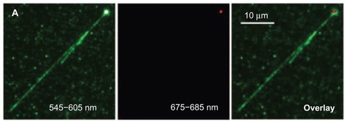 Figure 8 Overlay image (far right) demonstrating the wrapping of TOTO-1 dye-labeled T4DNA (green color, V-shape) around the surface of a single polyL-lysine-coated fluorescent nanodiamond (red color).Reprinted with permission from: Fu CC, Lee HY, Chen K, et al. Characterization and application of single fluorescent nanodiamonds as cellular biomarkers. Proc Natl Acad Sci U S A. 2007;104(3):727–732.Citation25 Copyright (2007) National Academy of Sciences, USA.