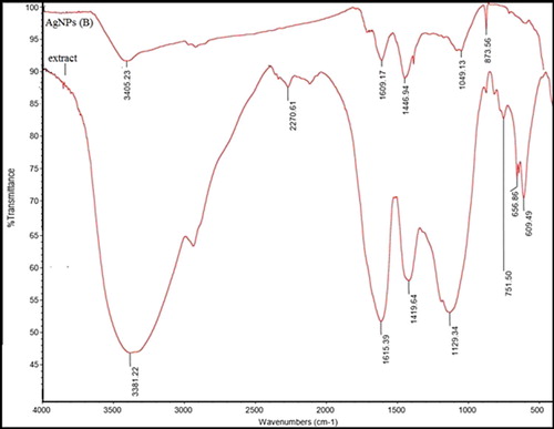 Figure 4. (a) FTIR spectra of Adiantum capillus-veneris L extract, (b) Silver nanoparticle synthesized using Adiantum capillus-veneris L extract.