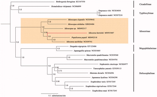 Figure 1. A majority-rule consensus tree (midpoint rooted) inferred from Bayesian inference using MrBayes v3.2.1 under the GTR + G model, based on the concatenated PCGs. Node numbers show Bayesian posterior probabilities. Branch lengths represent means of the posterior distribution. GenBank accession numbers are given with species names.