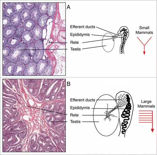 Figure 1. Basic organizational patterns of the rete testis and efferent ductules in small and large mammals. (A) In smaller mammals, such as rats and mice, the rete testis forms flattened chambers adjacent to the tunica albuginea of the testis, where sperm and tubular fluids are released into 3-7 efferent ductules that merge to form a single, highly convoluted common duct that enters the initial segment epididymis. (B) In larger mammals, including dogs and man, the rete testis forms flattened chambers surrounded by dense connective tissue within the mediastinum of the testis, which drains toward the efferent ductules that occupy a major portion of the caput epididymis. Most of the efferent ductules open individually into the caput epididymis.