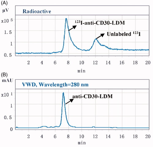 Figure 2. The labelling efficiency of 123I-anti-CD30-LDM. (A) The labelling efficiency by HPLC (radiation detector) after purification of the 123I-anti-CD30-LDM. (B) The labelling efficiency by UV HPLC detector after purification of the anti-CD30-LDM.