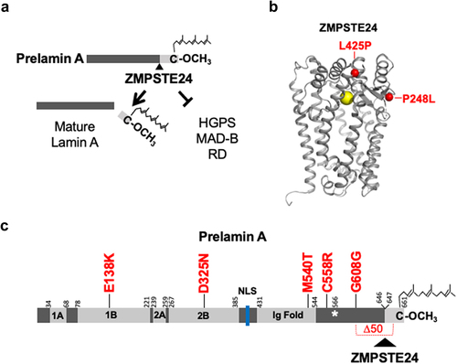 Figure 1. Prelamin A processing and sites of ZMPSTE24 and LMNA mutations in patient cells used in this study. (a) Farnesylated and carboxyl methylated prelamin A undergoes proteolytic cleavage of the C-terminal 15 amino acids (light gray box) by ZMPSTE24 to produce non-farnesylated mature lamin A (left). When processing is disrupted, permanently farnesylated disease-specific forms of prelamin A accumulate and cause the progeroid laminopathy diseases HGPS, MAD-B, and RD. The farnesyl (jagged line) and carboxyl methyl group (OCH3) on the C-terminal cysteine, C661, are indicated; the ZMPSTE24 prelamin A cleavage site residues 646 and 647 is indicated by a black triangle. (b) The ZMPSTE24 ribbon structure [Citation13] was generated in Pymol. Zinc (yellow) is at the catalytic center. The position of amino acid substitutions of the MAD-B patient mutations in this study are marked in red. (c) A schematic of prelamin A is shown. The LMNA mutations examined in Figures 1–3 of this study are indicated in red. The HGPS mutation G608G used as a control in this study is indicated; it results in a 50 amino acid in-frame internal deletion (∆50) in brackets and includes the ZMPSTE24 processing site. The central rod domain of prelamin A is comprised of four α-helical segments (1A, 1B, 2A, and 2B), the nuclear localization signal (NLS, blue), the immunoglobulin fold (ig Fold) domain, and the C-terminal farnesylated and carboxyl methylated cysteine are indicated. The ZMPSTE24 cleavage site between residues Y646 and L647, which are numbered, is shown with a triangle. Other numbers indicate domain start and endpoints, as shown by Simon and Wilson [Citation14]. Note that prelamin A is not shown to scale. The asterisk denotes the final residue shared by lamin A and lamin C (residue 566); lamin C is a LMNA splice variant and has six additional unique amino acids not indicated here.