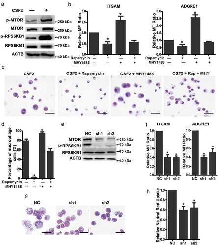 Figure 2. MTOR regulates macrophage differentiation from myeloid progenitors. (a) The indicated protein markers in the mEB8-ER cells treated with/without CSF2 (2 ng/mL, 24 h) were tested with western bloting. (b-d) The mEB8-ER cells were induced with 2 ng/mL CSF2 and treated with or without 1 μM rapamycin or 10 μM MHY1485 for 5 days. The protein level of ITGAM and ADGRE1 was quantified by flow cytometry (b), All values were normalized to the level (= 1) in cells with only CSF2 treatment. *P < .05. Wright-Giemsa staining was performed, and the percentage of macrophage cells was counted. Bar: 50 μm (c, d). (e) The indicated protein markers in mEB8-ER cells with Mtor knockdown were tested by western blotting. NC denotes the empty retrovirus-vector. (f-h) The infected cells were induced with CSF2 (2 ng/mL) for 5 days. The protein level of ITGAM and ADGRE1 was quantified with flow cytometry (f). The morphological changes were evaluated with Wright-Giemsa staining (Bar: 20 μm) (g), and phagocytosis was tested by the use of the neutral red uptake assay (h). All values were normalized to the level (= 1) in NC cells. *P < .05. All experiments were repeated 3 times and produced similar results. All values were shown as means ± SEM of 3 independent experiments.