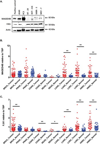 Figure 3. The expression of MAGED4B and FJX1 in 5 most common cancers.(A) Western blot analysis showed the expression of 2 target antigens in cell lines including lung (A549), prostate (PC3), colorectal (HT-29, HCT-116) and breast (SKBR-3, MCF-7). Lysates from ORL-195 overexpressing MAGED4B and HeLa/T overexpressing FJX1 were used as positive controls for the western blot analyses. RNA-seq data for (B) MAGED4B and (C) FJX1 expression in 5 most common cancers comparing to head and neck cancer data sets derived from TCGA (BRCA: breast invasive carcinoma, PRAD: prostate adenocarcinoma, COAD: colon adenocarcinoma, READ: rectal adenocarcinoma, LUAD: lung adenocarcinoma, LUSC: lung squamous carcinoma, HNSC: head and neck squamous carcinoma). The symbol * denotes p value < 0.05, while ** denotes that p value < 0.001.