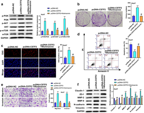 Figure 7. Wortamnnin, a PI3K inhibitor, reversed CSTF2 overexpression-caused tumor promoting effects on Huh7 cells.