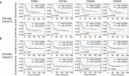 Figure 4. Identification of CD206 as a predictor of outcome in AML. (a and b) OS and EFS analyses based on mRNA expression levels of the four M2 marker genes (CD68, CD163, CD206, and CD204) in CN-AML patients from Cohort 2 (a) and Cohort 3 (b). Patients were stratified in two groups using the median expression value as a cutoff. The p-values were computed using log-rank tests
