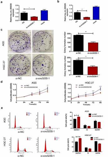 Figure 2. Silencing hsa_circ_0005230 not only diminished the capacities of clone formation and proliferation of GC cells but also arrested the cell cycle.