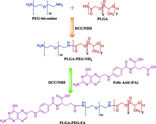 Figure 2. Synthetic scheme of PLGA-PEG and PLGA-PEG-FA conjugates.