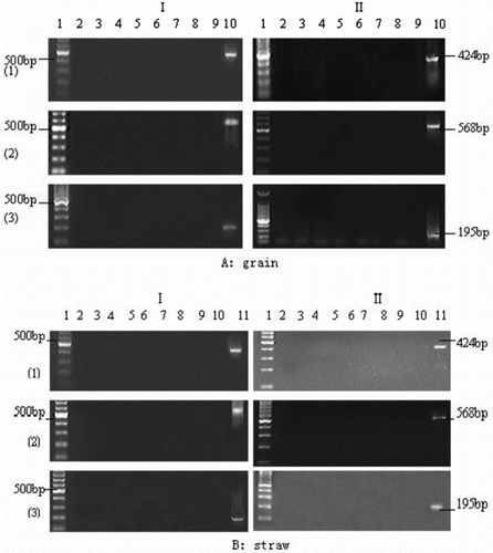Figure 3.  Detection of dissociative genes (Actin, Bar and CaMV 35S) of grain and straw from Bar68-1 and X125S/Bar68-1 in supernatant of rumen fluid/buffer media. I: Bar68-1; II: X125S/Bar68-1. (1): Amplified Actin gene fragment; (2): Amplified Bar gene fragment; and (3): Amplified CaMV 35S gene fragment. A: Lan1, DNA markers; Lan2-8, Amplified dissociative target genes incubated for 6, 12, 18, 24, 36 and 42 h; Lan9, negative control (no DNA template); Lan10, positive control (DNA isolated from Bar68-1 and X125S/Bar68-1 grain). B: Lan1, DNA markers; Lan2-9, Amplified dissociative target genes incubated for 6, 12, 24, 36, 48, 54, 62 and 70 h; Lan10, negative control (no DNA template); Lan11, positive control (DNA isolated from Bar68-1 and X125S/Bar68-1 straw).