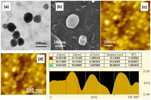 Figure 5. TEM, SEM, and AFM micrographs of the purified WGA lectin nanoparticles. (a) Transmission electron micrograph of the purified WGA lectin nanoparticles. (b) Scanning electron micrograph of the purified WGA lectin nanoparticles. (c) AFM images of WGA lectin nanoparticles. (d) Cross-sectional line profile of the AFM image of WGA lectin nanoparticles.