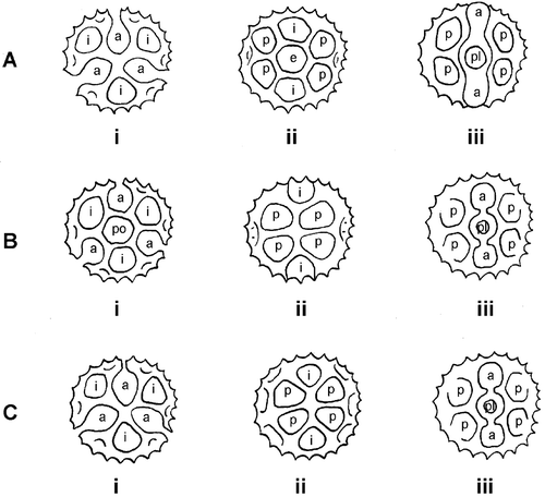 Figure 4. Diagrammatic representation of the variations to the arrangement of the lacunae in the 3 echinolophate pollen types(B–D) of Vernonia. Ai–Aiii. Pollen Type B: (Ai) Polar view, note absence of polar lacuna; (Aii) Equatorial view ‐ mesocolpium, note presence of equatorial lacuna (e); (Aiii) Equatorial view ‐ colporus, note slight lophate constriction between abporal (a) and poral (pl) lacunae. Bi–Biii. Pollen Type C: (Bi) Polar view, note presence of polar lacuna (po); (Bii) Equatorial view – mesocolpium, note absence of central mesocolpial lacuna; (Biii) Equatorial view – colporus, note lophate constrictions demarcating colpus between abporal (a) and poral (pl) lacunae. Ci–Ciii. Pollen Type D: (Ci) Polar view, note absence of polar lacuna; (Cii) Equatorial view – mesocolpium, note absence of equatorial lacuna; (Ciii) Equatorial view – colporus, note lophate constrictions demarcating colpus between abporal (a) and poral (pl) lacunae. Symbols on diagram: a – abporal lacuna; i – interpolar lacuna; e – equatorial lacuna; p – paraporal lacuna; po – polar lacuna; pl – poral lacuna.