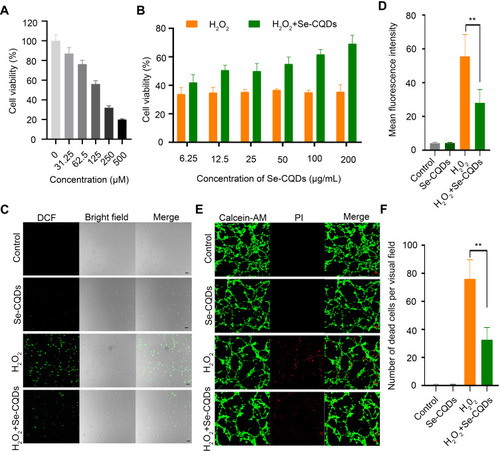 Figure 3 Se-CQDs scavenge ROS to protect astrocytes from ROS-induced oxidative damage. (A) Effect of H2O2 on the viability of astrocytes. (B) Protective effect of Se-CQDs against H2O2-induced oxidative damage in astrocytes. The concentration of H2O2 was 250 μM. (C) Intracellular ROS levels in astrocytes were measured by DCF staining. (D) Quantitative analysis of the fluorescence intensity of DCF in Figure 2C, ** P < 0.01, when + Se-CQDs group compared with H2O2 group. (E) Live/dead straining of astrocytes under different conditions, scale bar = 20 μm. (F) Quantitative analysis of the number of dead cells in Figure 2E, ** P < 0.01, when + Se-CQDs group compared with H2O2 group.