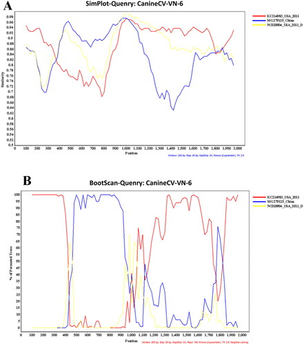 Figure 2. Potential recombination events of Vietnamese Canine circovirus (CanineCV-VN-6 as query) strains compared to published CanineCV strains; (A) Similarity plot, and (B) Bootscan analysis.