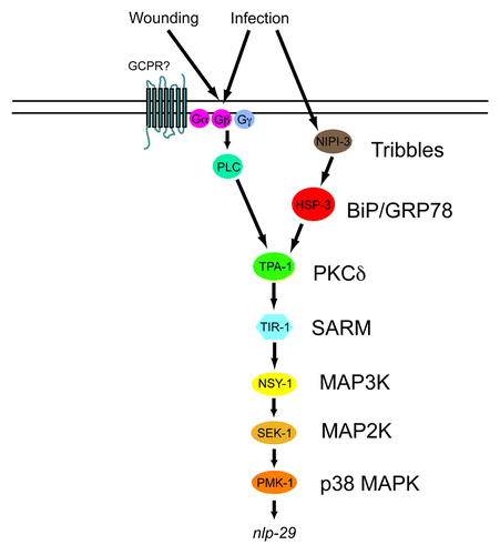 Figure 4. Model of the control of nlp-29 expression. Signals perceived upon D. coniospora infection and injury are transduced by a PKCδ - p38 MAPK pathway to regulate the expression of nlp-29. HSP-3 functions between NIPI-3 and the PKCδ TPA-1. Many other known regulatory elements, including the OSM-11/WNK-1/GCK-3 pathwayCitation48 and the recently described pseudokinase NIPI-4Citation49 have been omitted for the sake of clarity.