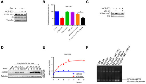 Figure 4 Inhibition of serine metabolism leads to histone demethylation. (A) Western blotting of H3K4 me3 in SGC7901 under the treatment of 50 μΜ NCT-503 or serine. H3K4 me3 levels were quantified against H3. (B) CCK-8 analysis of cell viability in SGC7901with 0.6 μg/mL cisplatin, 50 μΜ NCT-503, 25 μΜ JIB-04, joint use of 0.6 μg/mL cisplatin as well as 50 μΜ NCT-503 and joint use of 0.6 μg/mL cisplatin, 50 μΜ NCT-503 and 25 μΜ JIB-04. Error bars represent SD (n = 3). (C) Western blotting of H3K4 me3 in SCC7901 with 50 μΜ NCT-503 and 25 μΜ JIB-04, H3K4 me3 levels were quantified against H3. (D) Western blotting of γH2AX in SCC7901 with 25 μΜ JIB-04 combined with 50 μΜ NCT-503 after 0.6 μg/mL cisplatin treatment for 2 h. γH2AX levels were quantified against actin. (E) The gray analysis of γH2AX levels of 4, 8, 12 and 24 h was normalized against the γH2AX level of 0 h by ImageJ software. (F) SGC7901 cells were treated with MNase (4 U/mL) and chromatin was isolated and run on 1.5% agarose gel. Positions of mononucleosomes and dinucleosomes were indicated for comparing their abundances. *p<0.05.