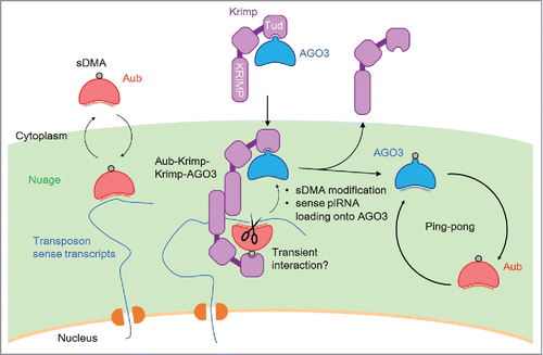 Figure 2. Model for Krimp functions in the ping-pong pathway. Krimp interacts with unmethylated and piRNA-free AGO3 to recruit it to the nuage, where Krimp also interacts transiently with Aub to promote sDMA modification and sense secondary piRNA loading onto AGO3. Aub shuttles between the cytoplasm and nuage. The recognition of target transcripts by the piRNA guide stably recruits Aub to nuage. sDMA-modified AGO3 is released from Krimp, and then initiates the ping-pong cycle with Aub. Sense and antisense piRNAs are indicated in blue and red, respectively.