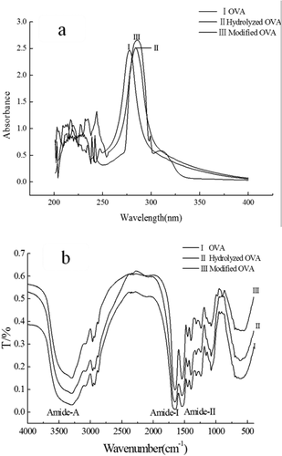 Figure 4. UV spectra (a) and FTIR spectra (b) of OVA.
