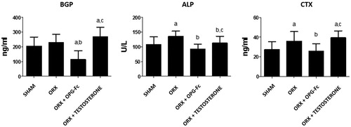 Figure 7. Serum biochemical markers of bone turnover: osteocalcin (BGP), total alkaline phosphatase (ALP), and telopeptide carboxy terminal of collagen I (CTX). Three-month-old male Wistar rats: sham-operated rats (SHAM) and orchidectomized rats (ORX)as baseline and castrated rats treated with 10 mg/kg/twice a week of OPG–Fc (ORX + OPG–Fc) or testosterone cypionate (1.7 mg/kg/once a week) (ORX + testosterone). Data are expressed as mean ± SD of 15 animals/group. Statistical significance: a vs SHAM; b vs ORX; c vs ORX + OPG–Fc. BGP: ORX + OPG–Fc vs SHAM p < .001; ORX + testosterone vs SHAM p < .05; ORX + OPG–Fc vs ORX p < .001; ORX + testosterone vs ORX + OPG–Fc p < .001. ALP: ORX vs SHAM p < .05; ORX + OPG–Fc vs ORX p < .01; ORX + testosterone vs ORX p < .05; ORX + testosterone vs ORX + OPG–Fc p < .05. CTX: ORX vs SHAM p < .05; ORX + OPG–Fc vs ORX p < .05; ORX + testosterone vs SHAM p < .05; ORX + testosterone vs ORX + OPG–Fc p < .05.