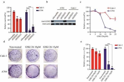 Figure 5. A704 and Caki-1demonstrated different sensitivities to EZH2-inhibition. (a) siRNAs transfection of Caki-1 and A704. The relative survival of transfected cell lines was accessed 72 h after transfection. Error bars represent the SDs (n = 3, *P < 0.05; **P < 0.01; ***P < 0.001). (b) EZH2 expression of cell lines after siEZH2s transfection (c) GSK126 treatment of Caki-1 and A704. (d) Clonogenic assay of cell lines with GSK126 treatment. Images of representative experiments were shown. Colonies were counted using image J software. (e) Quantification of clonogenic assay. The values were expressed in percentage relative to non-treated. Error bars represent the SDs (n = 3, *P < 0.05; **P < 0.01; ***P < 0.001)