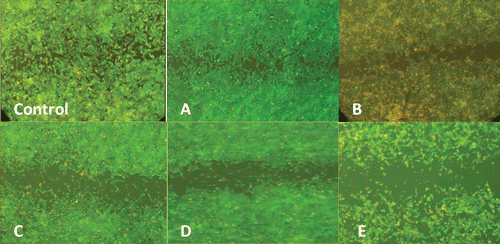 Figure 2.  The inhibitory effect of hydroalcoholic extract of oak acorn shell on the human umbilical vein endothelial cells (HUVECs) migration. These pictures (×10 magnification) show the effect of various concentrations of hydroalcoholic extract of oak acorn shell (0; control, A: 5 μg/ml; B: 10 μg/ml; C: 20 μg/ml; D: 30 μg/ml; and E: 40–100 μg/ml) of the extract on endothelial cell (EC) migration in the wound-healing model after 48 h.