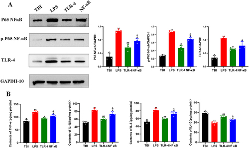 Figure 5 TAK-3 inhibits LPS-induced neuroinflammation in TBI rats through the TLR-4/NF-κB pathway. (A) The Western blot results demonstrated that treatment with TAK-3 significantly attenuated the expression and phosphorylation of NF-κB p65, while intervention with an NF-κB agonist effectively reversed these effects. (B) ELISA results demonstrated that TAK-3 significantly ameliorated neuroinflammation, while activation of NF-κB reversed this effect. (All values are expressed as mean ±SD, n = 3/ group, ** P < 0.01, * P < 0.05 vs TBI group, ## P < 0.01, #P < 0.05 vs LPS group, &P < 0.05 vs TLR-4 group).