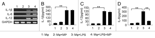Figure 3. Tumor cell TLR4 signaling-induced MPs inhibit proinflammatory IL-6 production of LPS-stimulated macrophages. (A) Tumor cell TLR4 signaling-induced MPs had no effect on proinflammatory cytokines at mRNA levels. RAW264.7 macrophages were treated with H22 tumor cell-derived MPs, 100ng/ml LPS, or both for 12 h. The mRNA expression of proinflammatory cytokines IL-1β, IL-6, IL-12 was detected by RT-PCR. (B-D) H22 tumor cell MPs inhibited IL-6 protein production of LPS stimulated macrophages. H22 tumor cell-derived MPs were co-cultured with RAW264.7 macrophages in the presence of LPS (1 μg/ml) for 48 h. The supernatants were harvested to detect IL-1β, IL-6 and IL-12 by ELISA. Experiments were repeated three times and results were expressed as mean ± SD.