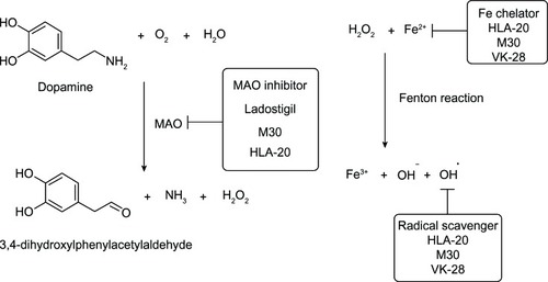 Figure 6 Metabolism of dopamine and actions of 8-hydroxyquinoline derivatives.