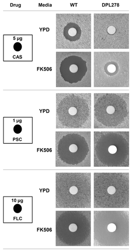 Figure 4. Calcineurin inhibitor exhibits synergism with caspofungin against wild-type and echinocandin-resistant C. dubliniensis strain. Disk diffusion assays were used to determine echinocandin and azole susceptibility of a wild-type (CD36) and an echinocandin-resistant strain (DPL278). Cells were grown overnight at 30°C, and cells at a density of 0.1 OD600 (in 100 µl) were spread on the surface of YPD medium in the absence or presence of FK506 (1 µg/ml). The disk (6 mm) containing 5 µl of caspofungin (CAS, 5 µg), posaconazole (PSC, 1 µg), or fluconazole (FLC, 10 µg) was placed on the surface of the plates, and incubated at 30°C for 48 h.