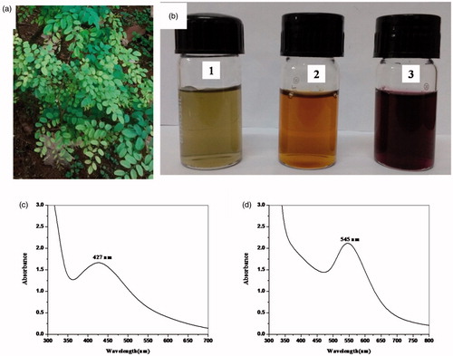 Figure 1. (a) Photograph of plant Indigofera tinctoria, (b) (1) Photograph of Indigofera tinctoria leaf extract, (2) silver nanoparticles (AgNP- tinctoria), and (3) gold nanoparticles (AuNP- tinctoria), (c) UV-vis. spectrum of AgNP- tinctoria, and (d) UV-vis. spectrum of AuNP- tinctoria.
