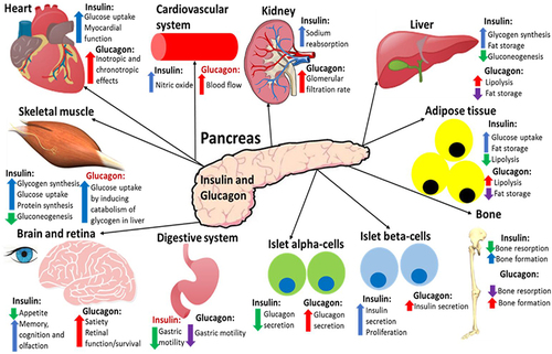 Figure 4 A summary of the effects that insulin and glucagon have on various organs after they have been released in response to the fed or fasting state, respectively. Both hormones have direct and indirect (highlighted red) effects on all of these organs. This figure and the information in its legend are adapted from these studies.Citation4,Citation8,Citation34,Citation40,Citation77,Citation78,Citation80,Citation104,Citation116–119