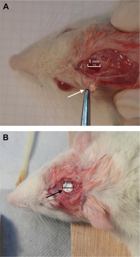Figure 11 Skull-penetrating defect model of SD rats.Notes: (A) Penetrating defect of SD rat; the arrow shows the bone taken from the skull of SD rat. (B) Scaffold implanted in the defect; the arrow shows the collagen scaffold.Abbreviation: SD, Sprague-Dawley.