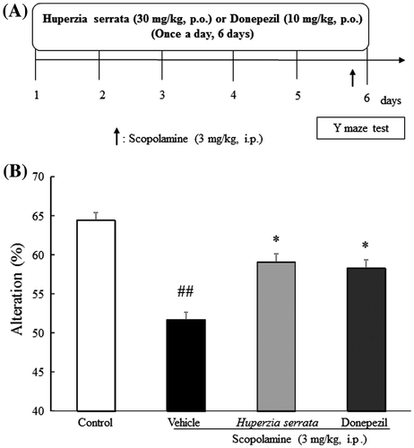 Fig. 4. Effects of H. Serrata extract on short-term memory in a scopolamine-induced cognitive impairment mice model using the Y-maze test.Notes: (A) An outline of the behavioral test is shown. H. serrata extract (30 mg/kg/day) or donepezil (10 mg/kg/day) was administered orally once a day for 6 days. On day 6, the Y-maze test was performed. (B) Effects of H. serrata on short-term memory in a scopolamine-induced cognitive impairment mouse model. Donepezil is the positive control. Values are expressed as the mean ± SEM (n = 9 or 10). ##p < 0.01 vs. control mice (Student’s t-test). *p < 0.05 vs. vehicle mice (Student’s t-test).
