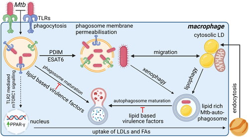 Figure 5. Pathogen host interactions during mtb infections to sequester nutrients and promote intracellular survival. Upon recognition of mtb by TLRs, mtb is phagocytosed into macrophages. Once inside the macrophage, mtb exploits multiple mechanisms to survive intracellularly and to acquire nutrients. Mtb uses the virulence factors PDIM and ESAT6 to induce membrane permeabilisation of the phagosome to escape from the phagosome. Cytosolic mtb can migrate toward cytosolic LDs inside the macrophage. Alternatively, mtb can be recognized by the host and returned to a phagosome via xenophagy. However, potentially by stimulating TLR4 ligation, mtb can induce lipophagy of cytosolic LDs. As lipophagy and xenophagy use similar pathways, vacuoles containing both mtb and LDs can form, thereby representing a mechanism how mtb could also stimulate migration of nutrients toward itself. Once in a vacuole with LDs, mtb utilizes multiple lipid-based virulence factors to prevent phagosomal maturation and thereby protects itself from degradation. Additionally, mtb can stimulate the uptake of lipids by macrophages to increase the nutrient source available. To do so, mtb induces TLR2 ligation to stimulate mTORC1 signaling, which induces PPAR-γ expression. PPAR-γ is then thought to induce uptake of LDLs and FAs via endocytosis. The endocytosed lipids are then stored in cytosolic LDs in close proximity to mitochondria, thereby increasing the nutrient availability that mtb can acquire via the mechanisms described above. TLR2, blue; TLR4, green. Created with Bio-Render.com.