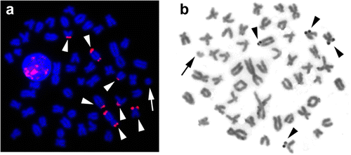 Figure 3 (Colour online) Metaphases showing the chromosome location of (a) 18S rRNA genes by FISH; and (b) nucleolar regions detected by silver staining. Arrows indicate the B chromosomes. Arrowheads show chromosomes bearing (a) 18S rDNA clusters and (b) NORs.