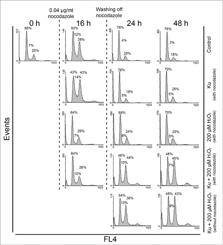 Figure 6. Cell cycle phase distribution of H2O2-treated hMESCs in presence of Ku was unaffected by Noc application. Control, Ku-, H2O2-, and (Ku+H2O2)-treated hMESCs were exposed to 0.04 μg/ml Noc for 16 h. After Noc treatment cells were either analyzed by FACS or washed and additionally cultured in the fresh medium with the following analysis in 24 or 48 h. To reveal the effect of Noc, (Ku+H2O2)-treated hMESCs without 16 h Noc application were analyzed at the same time points. The percentage of cells in G0/G1, S and G2/M is given. Representative FACS analyses are shown.