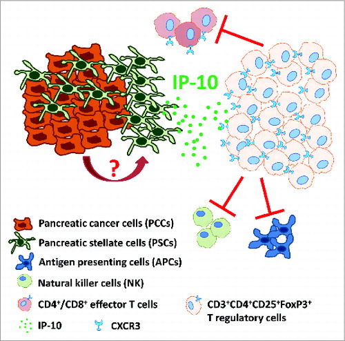 Figure 1. IP-10 recruits immunosuppressive CXCR3+FoxP3+ regulatory T cells in pancreatic ductal adenocarcinoma. Pancreatic cancer cells (PCCs) induce pancreatic stellate cells (PSCs) to secrete IP-10 by a yet to be characterized mechanism. IP-10 recruits CXCR3 (the cognate receptor)-expressing CD4+/CD8+ effector T cells and FoxP3+ regulatory T cells (Tregs). However, because circulating Treg numbers are highly elevated relative to effector T cells, CXCR3+ Tregs may be preferentially recruited to inhibit adaptive immune responses (via effector T cell, NK cell and APC inhibition), thus contributing to an immunosuppressive and tumor-promoting microenvironment.