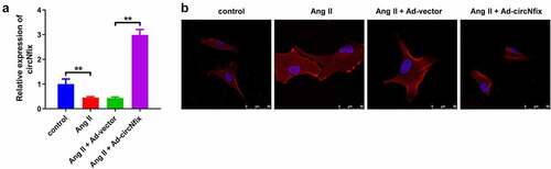 Figure 2. CircNfix protected cardiomyocytes against Ang II in vitro. (a) Transduction efficiency of adenovirus in vitro has been examined by RT-qPCR. (b) The immunofluorence staining was used to analyze the size of cardiomyocytes in different group. **P < 0.01; n = 3