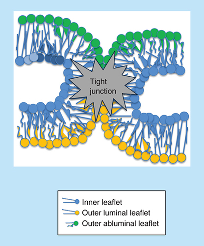 Figure 1. Adjacent brain capillary endothelial cells are joined together by contiguous belts of tight junctions that greatly limit the paracellular flux of solutes.This tight paracellular and transcellular barrier produces a polarized cell with distinct luminal and abluminal membrane compartments such that movement between the blood and the brain can be tightly controlled through regulated cellular transport properties.