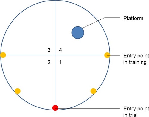 Figure 1 The position of platform and entry points in the MWM test.