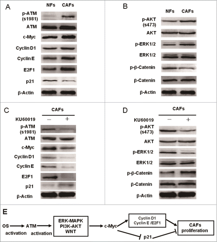 Figure 9. c-Myc mediates the functional ATM in promoting the breast CAFs proliferation. (A)The differential expression analysis of the cell cycle core regulators between NFs and CAFs was done by Western blot with the indicated antibodies. (B) The activity of key cellular proliferation regulating pathways between NFs and CAFs was determined using Western blot with the indicated antibodies. (C, D) Western blot analyzes the effect of ATM deficiency caused by KU60019 (5 μM for 24 h) on the protein expression levels of cell cycle-associated proteins (C) and the activity of key cell proliferation regulating pathways (D) in breast CAFs using the indicated antibodies. (E) A cartoon scheme is used to depict the c-Myc mediated function of oxidized ATM in promoting breast CAFs proliferation.