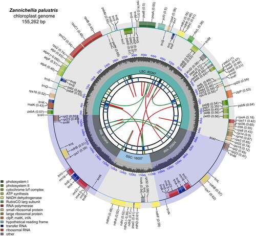 Figure 2. Genetic map of the chloroplast genome of Zannichellia palustris. The map consists of several circles, each with the following information from the center outward: the circles closest to the center are indicated by red and green arcs for forward and reverse repeats, respectively. The second and third circles are indicated by short bars for tandem repeats and microsatellite sequences, respectively. The fourth circle indicates the positions of the LSC, SSC, IRA, and IRB regions, respectively. The fifth circle indicates the GC content. The outer circle indicates the function of the gene. Different colors are used to show different functional categories, as shown in the lower left of the picture.
