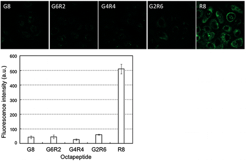 Figure 9. Effect of the sequence of octapeptide immobilized on PMBN/PLA/QD nanoparticles on cellular internalization. Internalization of nanoparticles was evaluated by fluorescence microscopy (upper panel), and the fluorescence intensity was determined for each nanoparticles (lower panel). (Reproduced from [101].)