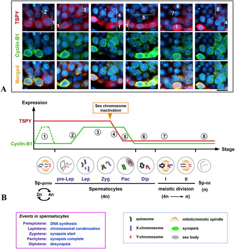 Figure 4.  Relative expression levels of TSPY and cyclin-B1 during different spermatogenic stages in human testis. (A) Immunofluorescence of TSPY (red) and cyclin B1 (green) in spermatogonia, spermatocytes, and spermatids at various spermatogenic stages of a normal human testis [Kido and Lau Citation2005]. The specific spermatogenic cell types are indicated by brackets with adjacent numbers that correspond to respective stages of spermatogenesis, as illustrated in B. Scale bar = 20 μm. (B) Relative immunofluorescence signals of TSPY and cyclin B1 were diagrammatically illustrated along with schematic representation of spermatogonia, spermatocytes at prophase I and meiosis divisions. Color figure shown in electronic copy.