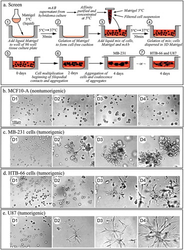 Figure 1. The assay used to screen for monoclonal antibodies that block cell aggregation and aggregate coalescence in a 3D Matrigel environment.(a) Diagram of procedure. (b) The absence of cell-cell aggregation and aggregate coalescence in a preparation containing non-tumorigenic MCF-10A cells derived from normal breast tissue. C, D, E. Cell-aggregation and aggregate coalescence in preparations of tumorigenic MB-231 cells (c) derived from a breast cancer, tumorigenic HTB-66 cells (d) derived from a melanoma, and tumorigenic U87 cells derived from a glioblastoma (e). D, day