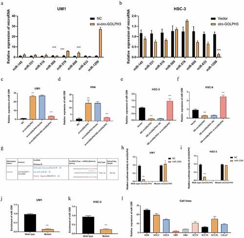 Figure 3. Circular GOLPH3 RNA (circGOLPH3) functions as a sponge for microRNA-1299 (miR-1299). (a–b) The levels of the indicated microRNAs in UM1 and HSC-3 cells were determined using quantitative real-time polymerase chain reaction (qRT-PCR). (c–d) Empty vector or circGOLPH3 overexpression plasmid was transfected into si-circGOLPH3-transfected UM1 and HN4 cells. miR-1299 levels in the transfected cells were determined using qRT-PCR. (e–f) Short-interfering RNAs (siRNAs) targeting circGOLPH3 were transfected into circGOLPH3-overexpressing HSC-3 and HSC-6 cells. (g) The mutant binding sites of miR-1299 in circGOLPH3. (h–i) UM1 and HSC-3 cells were subjected to the luciferase assay to examine the effect of miR-1299 on the luciferase activities of circGOLPH3 with wild-type or mutant miR-1299-binding sites. (j–k) RNA pull-down assays were performed with circGOLPH3 harboring wild-type or mutant miR-1299-binding sites in UM1 and HSC-3 cells. (l) miR-1299 levels in oral squamous cell carcinoma cells were examined using qRT-PCR.