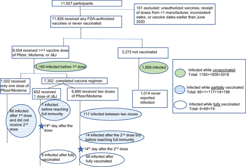 Figure 2 Flowchart of study sample and participant counts with COVID-19 infection.