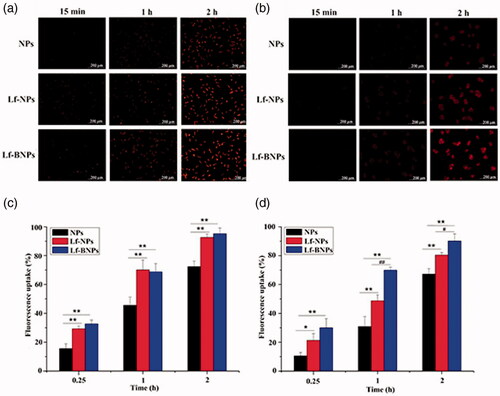 Figure 2. Cellular uptake of NPs. Fluorescence microscopy images of cellular uptake of Nile red NPs in SH-SY5Y (a) and 16HBE cells (b). Fluorescence intensity on flow cytometry of coumarin-6 NPs in SH-SY5Y (c) and 16HBE cells (d). Values are expressed as mean ± SD (n = 3). *p < .05; **p < .01 (versus NPs group); #p < .05 (versus Lf-NPs group).